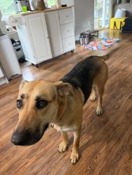 Found/Stray Female Dog last seen Tehaleh, Bonney Lake, Wa, Bonney Lake, WA 98391
