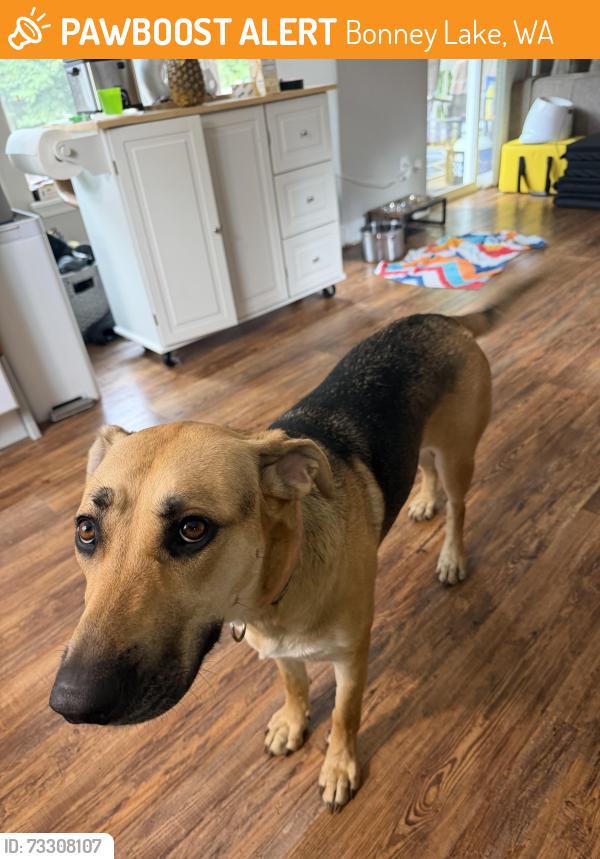 Found/Stray Female Dog last seen Tehaleh, Bonney Lake, Wa, Bonney Lake, WA 98391