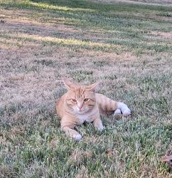 Lost Male Cat last seen Near S Springwater Rd, Estacada, OR 97023