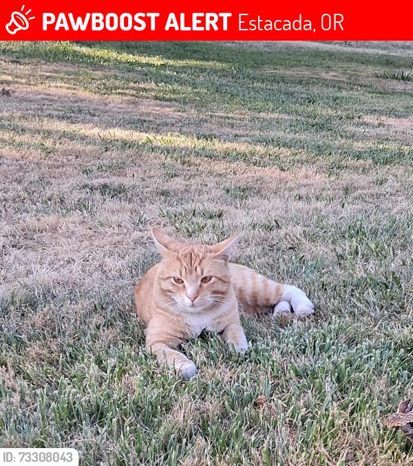 Lost Male Cat last seen Near S Springwater Rd, Estacada, OR 97023