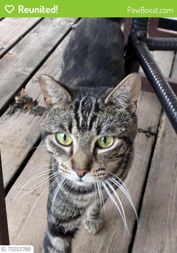 Reunited Male Cat last seen NE MLK and Fremont area, Portland, OR 97212