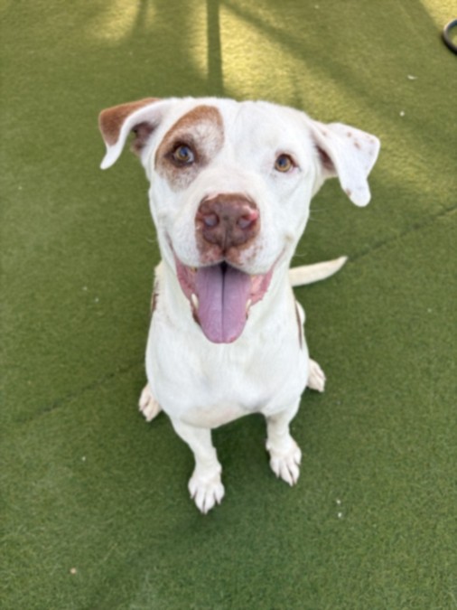 Shelter Stray Male Dog last seen , 11361 W Pico Blvd, Los Angeles, CA 90064, USA
