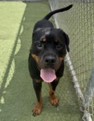 Shelter Stray Female Dog last seen , 11361 W Pico Blvd, Los Angeles, CA 90064, USA