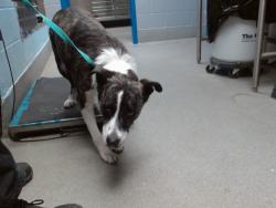 Shelter Stray Female Dog last seen YUCCA & BLUEWATER, 11800 Sunset Gardens Rd SW, Albuquerque, NM 87121, USA