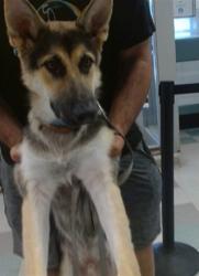 Shelter Stray Male Dog last seen SW 23RD ST/GRAND, 2811 SE 29th St, Oklahoma City, OK 73129, USA