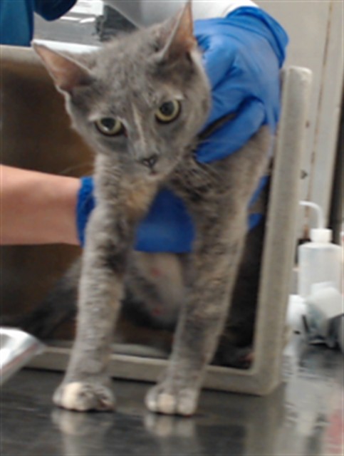 Shelter Stray Female Cat last seen Near BLOCK OLD FIELD RD, FAYETTEVILLE NC 28304, 4704 Corporation Dr, Fayetteville, NC 28306, USA