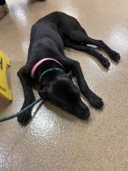 Shelter Stray Female Dog last seen LOS ROBLES BLVD & MARYSVILLE BLVD, 2127 Front St, Sacramento, CA 95818, USA