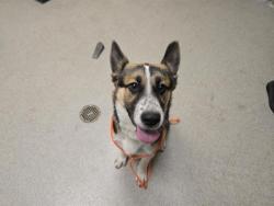 Shelter Stray Female Dog last seen MT VERNON & JOEGER, 11232 B Ave, Auburn, CA 95603, USA