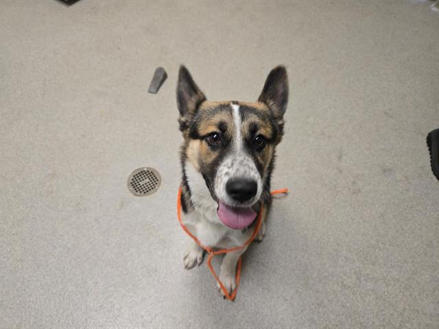 Shelter Stray Female Dog last seen MT VERNON & JOEGER, 11232 B Ave, Auburn, CA 95603, USA