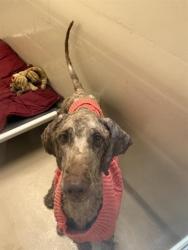 Shelter Stray Male Dog last seen Near BLOCK 116TH AVE NE, BELLEVUE WA 98004 5213, 21615 64th Ave S, Kent, WA 98032, USA