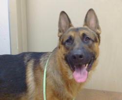 Shelter Stray Male Dog last seen SUTTER AVE/FAIR OAKS BLVD, 95608, 3839 Bradshaw Rd, Sacramento, CA 95827, USA