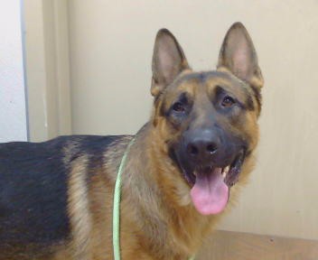 Shelter Stray Male Dog last seen SUTTER AVE/FAIR OAKS BLVD, 95608, 3839 Bradshaw Rd, Sacramento, CA 95827, USA