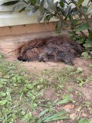 Shelter Stray Male Dog last seen Near BLOCK OF ATLANTIC, 4950 SW Triana Blvd, Huntsville, AL 35805, USA