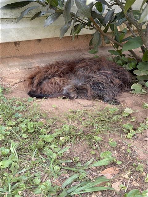 Shelter Stray Male Dog last seen Near BLOCK OF ATLANTIC, 4950 SW Triana Blvd, Huntsville, AL 35805, USA