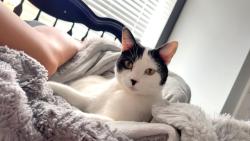 Shelter Stray Female Cat last seen OFALLON, 4850 Mid Rivers Mall Dr, St Peters, MO 63376, USA