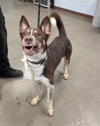 Shelter Stray Male Dog last seen 75TH AVE AND ENCANTO BLVD, 2500 S 27th Ave, Phoenix, AZ 85009, USA