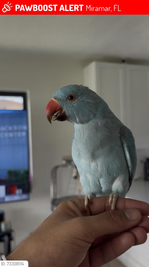 Lost Male Bird last seen Between Acapulco dr and wrvsdiqy, Miramar, FL 33023