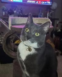 Reunited Female Cat last seen Tillia & sapling, Allison Park, PA 15101