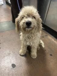 Shelter Stray Male Dog last seen , 14409 Vanowen St, Van Nuys, CA 91405, USA