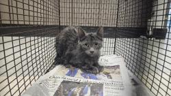 Shelter Stray Female Cat last seen , 14409 Vanowen St, Van Nuys, CA 91405, USA
