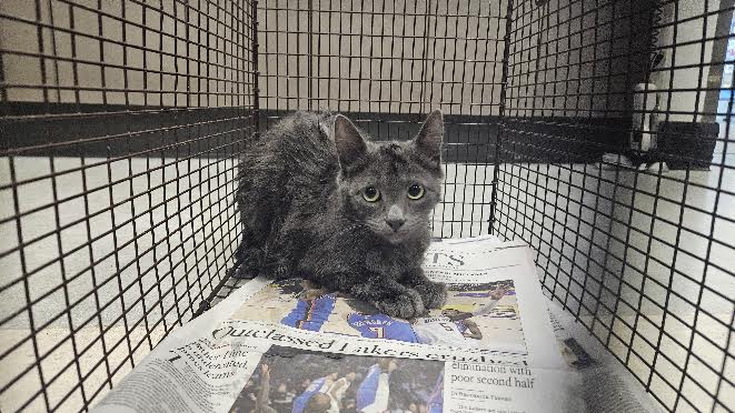 Shelter Stray Female Cat last seen , 14409 Vanowen St, Van Nuys, CA 91405, USA