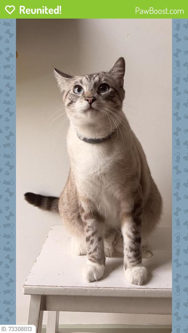 Reunited Male Cat last seen Near 35th St, San Diego, CA 92104, USA, San Diego, CA 92104