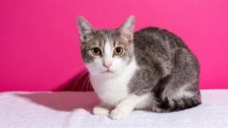 Shelter Stray Female Cat last seen Near BLOCK CORAL WAY, 2020 Forest St, Jacksonville, FL 32204, USA
