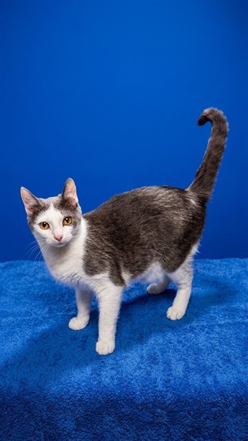 Shelter Stray Male Cat last seen Near BLOCK W FISH EAGLE DR W, 2020 Forest St, Jacksonville, FL 32204, USA