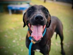 Shelter Stray Female Dog last seen , 2769 Conroy Rd, Orlando, FL 32839, USA