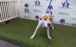 Shelter Stray Male Dog last seen , 2769 Conroy Rd, Orlando, FL 32839, USA