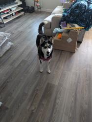 Found/Stray Male Dog last seen Cinco lakes, Bexar County, TX 78252