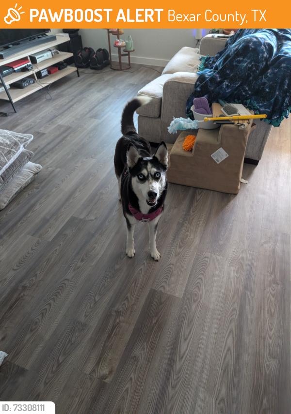 Found/Stray Male Dog last seen Cinco lakes, Bexar County, TX 78252
