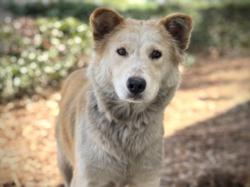 Shelter Stray Female Dog last seen , 957 N Gaffey St, San Pedro, CA 90731, USA