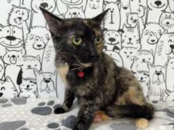Shelter Stray Female Cat last seen , 957 N Gaffey St, San Pedro, CA 90731, USA