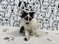 Shelter Stray Male Cat last seen , 957 N Gaffey St, San Pedro, CA 90731, USA
