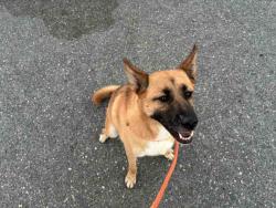 Shelter Stray Female Dog last seen , 5821 Sweetwater Rd, Bonita, CA 91902, USA