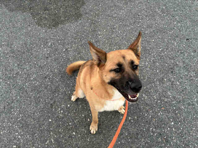Shelter Stray Female Dog last seen , 5821 Sweetwater Rd, Bonita, CA 91902, USA