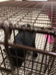 Shelter Stray Unknown Cat last seen Near BLOCK E 88TH AVE, 12155 Park Blvd, Brighton, CO 80601, USA