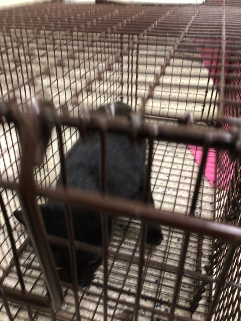 Shelter Stray Unknown Cat last seen Near BLOCK E 88TH AVE, 12155 Park Blvd, Brighton, CO 80601, USA