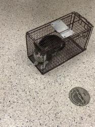 Shelter Stray Female Cat last seen Near BLOCK W 100TH AVE #334, 12155 Park Blvd, Brighton, CO 80601, USA