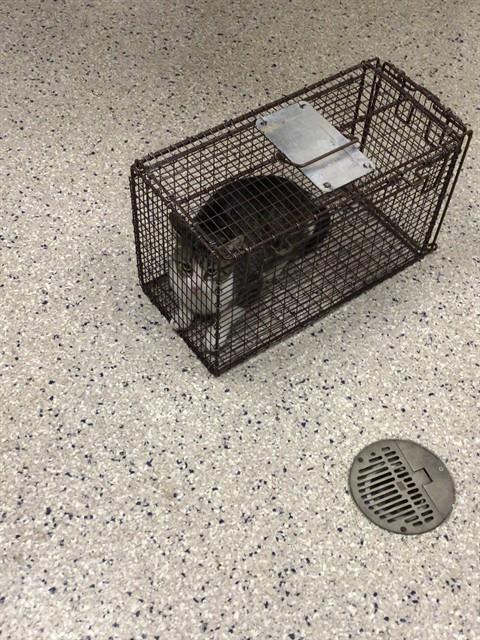 Shelter Stray Female Cat last seen Near BLOCK W 100TH AVE #334, 12155 Park Blvd, Brighton, CO 80601, USA