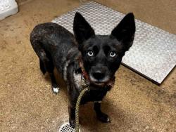 Shelter Stray Female Dog last seen , 5821 Sweetwater Rd, Bonita, CA 91902, USA