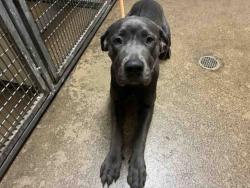 Shelter Stray Female Dog last seen , 5821 Sweetwater Rd, Bonita, CA 91902, USA