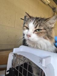 Shelter Stray Female Cat last seen Near BLK PALM ST, BAKERSFIELD CA, 201 S Mt Vernon Ave, Bakersfield, CA 93307, USA