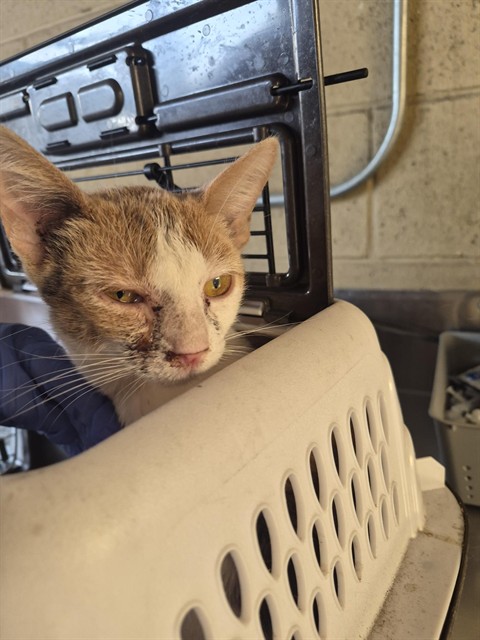 Shelter Stray Female Cat last seen Near BLK PALM ST, BAKERSFIELD CA, 201 S Mt Vernon Ave, Bakersfield, CA 93307, USA