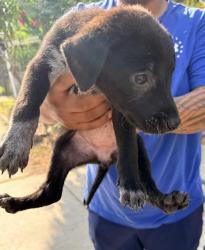 Shelter Stray Female Dog last seen Near BLOCK W POPLAR, 4710 TX-151, San Antonio, TX 78227, USA