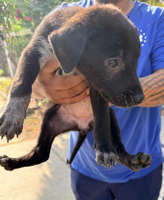 Shelter Stray Female Dog last seen Near BLOCK W POPLAR, 4710 TX-151, San Antonio, TX 78227, USA