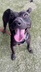 Shelter Stray Female Dog last seen Near BLOCK SW 133RD AVE,, 3599 NW 79th Ave, Doral, FL 33122, USA
