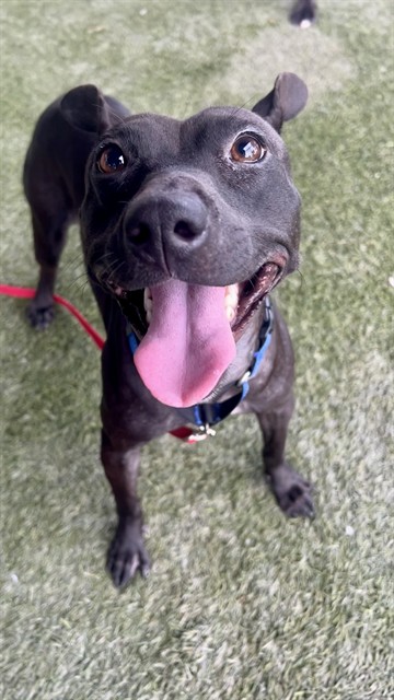 Shelter Stray Female Dog last seen Near BLOCK SW 133RD AVE,, 3599 NW 79th Ave, Doral, FL 33122, USA