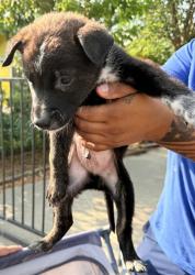 Shelter Stray Male Dog last seen Near BLOCK W POPLAR, 4710 TX-151, San Antonio, TX 78227, USA
